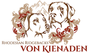 Rhodesian-ridgebacks-von-kienaden.de